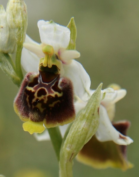 Ophrys holosericea ssp. holosericea